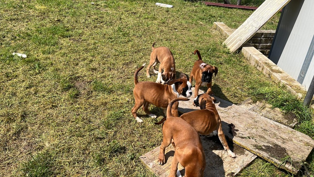 CUCCIOLI DISPONIBILI MAGGIO 2023